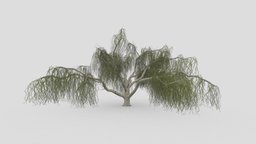 Weeping willow-17