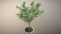 Rowan Tree tree, flora, baum, vegetation, game-ready, blender-3d, vis-all-3d, sommer, citytree, 3dhaupt, low-poly, lowpoly