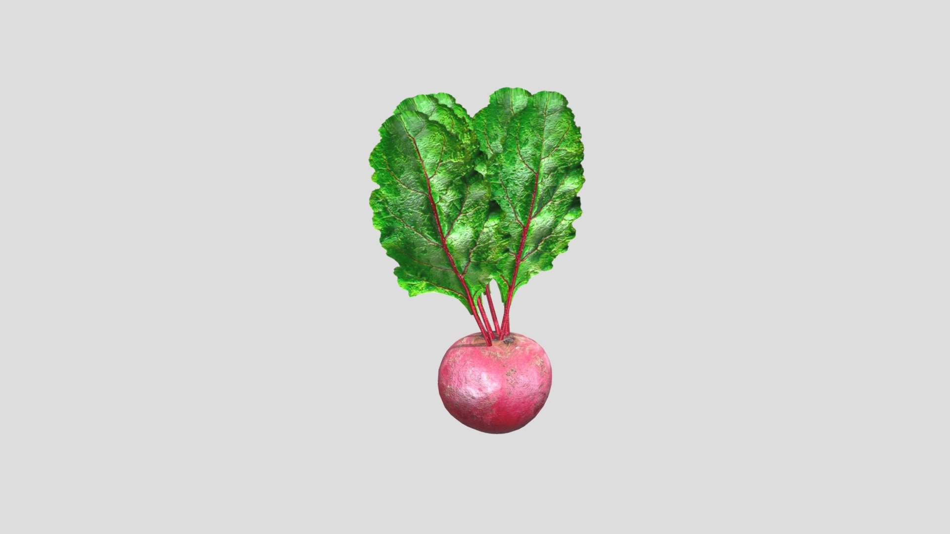 3d model of a Beetroot. Perfect for games, scenes or renders.

Model is correctly divided into main parts. All main parts are presented as separate parts therefore materials of objects are easy to be modified or removed and standard parts are easy to be replaced.

TEXTURES: Models includes high textures with maps: Base Color (.png) Height (.png) Metallic (.png) Normal (.png) Roughness (.png)

FORMATS: .obj .dae .stl .blend .fbx .3ds

GENERAL: Easy editable. Model is fully textured.

Vertices:1.2k Polygons: 1.2k

All formats have been tested and work correctly.

Some files may need textures or materials adjusted or added depending on the program they are imported into 3d model