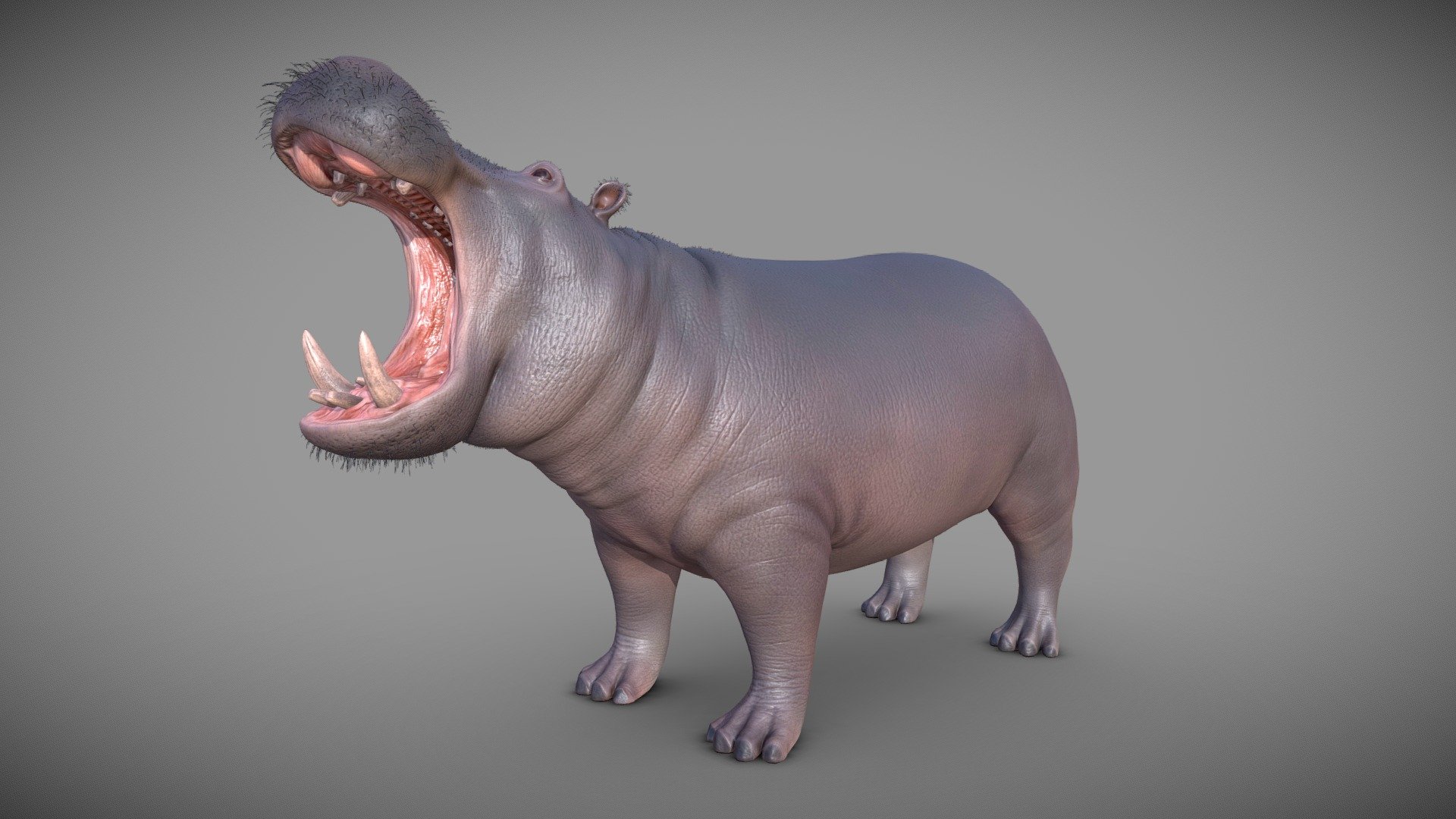 Behold the majesty of the African riverbanks with this stunning 3D model of a Hippopotamus. Crafted with meticulous attention to detail, this lifelike representation captures the essence of one of the world's most iconic and formidable creatures.

Every aspect of the hippo's anatomy, from its massive head to its robust body, is sculpted with precision, showcasing the artistry and attention to detail that went into its creation.

Whether you're an enthusiast of wildlife, an educator, or a 3D artist looking to enhance your portfolio, this Hippopotamus 3D model is a remarkable and versatile asset that can be used in various contexts, from game design to virtual tours and educational materials.

Experience the wonder of the animal kingdom up close with this exceptional 3D representation of the magnificent hippo 3d model
