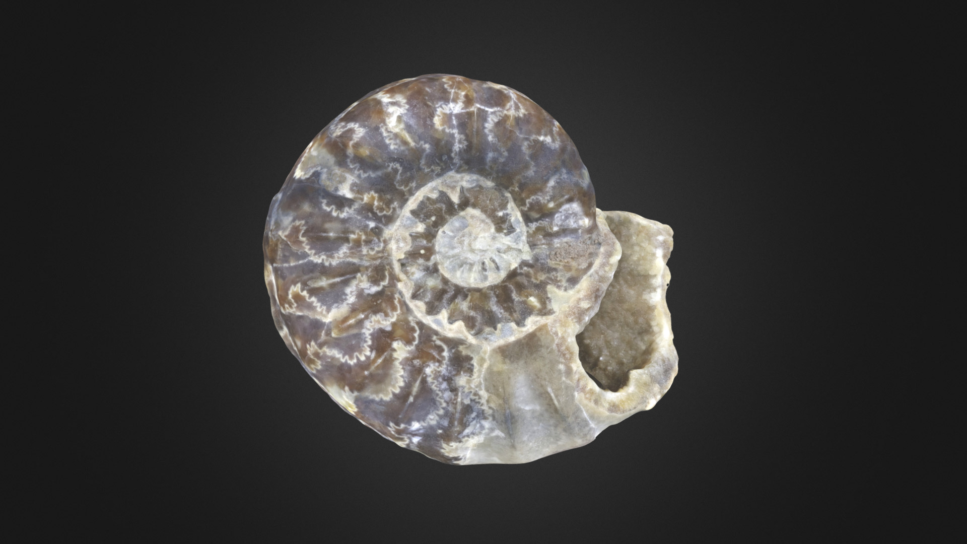 Fossil ammonoid Asteroceras obtusum from the Jurassic of England (PRI 43873); specimen exhibits ammonite sutures. Specimen is on display at the Museum of the Earth, Ithaca, New York. Maximum diameter of specimen is approximately 8.5 cm. Model by Emily Hauf 3d model