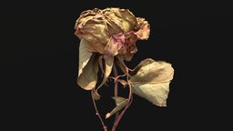 Dried Rose 02 .::RAWscan::. rose, dried, thorn, dry, photogrammetry, low, poly, 3dscan