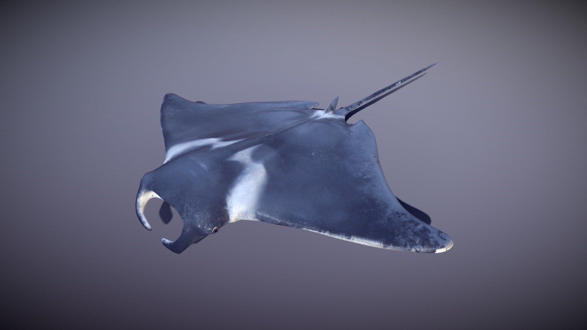 The Manta Ray 3d model was made in blender 2.9 and painted in substance painter ,is low poly for game ready and animations ,  it haves 3 LODs  for games.

LOD0 :9628
LOD1:5350
LOD2:948

It is fully rigged with basic bones , it have a total of 4 animations : idle , swim ,CurveSwim and Tail Slash .

The texture comes with 4k and 2k  : diffuse , normal , roughnesst and AO maps , baked normal map from a high poly model and place it in the low poly model , uv wrapped it manually .

Eyes and body , all is in one texture .

it comes with blend file and textures attached in rar 3d model