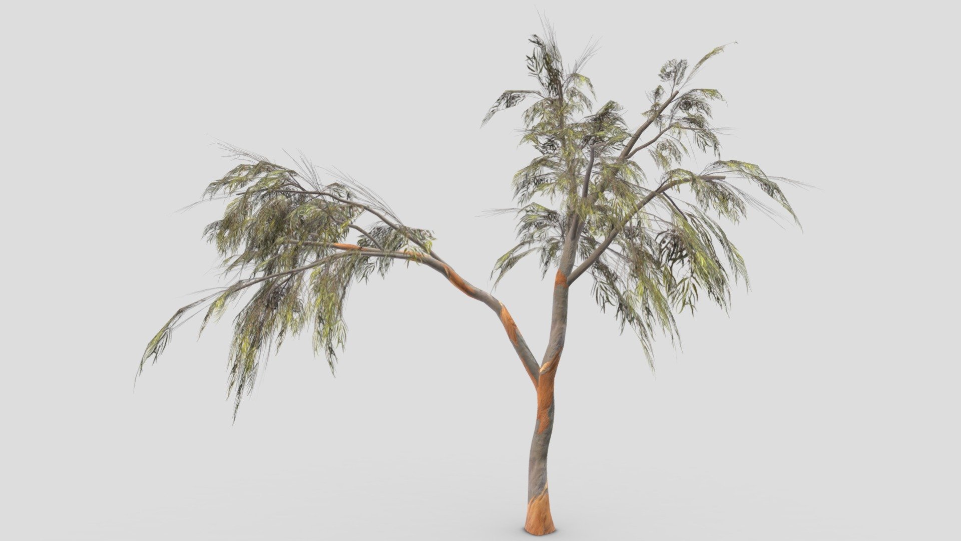 This is a low poly model of the Eucalyptus Aus Tree. I made this file for game developers and I try to provide lowpoly model 3d model