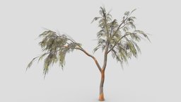 Eucalyptus Tree- 02 tree, unreal, nature, 3d-model, lowpoly-tree, eucalyptus, unity, lowpoly-eucalyptus