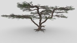 African Acacia Tree-S8 tree, plant, tropical, africa, unreal, acacia, umbrella, african, 3dtree, lowpolytree, 3dplant, fabaceae, lowpoly, umbrella-tree, 3dacacia, 3d-acacia, 3d-africantree, umbrella3dtree