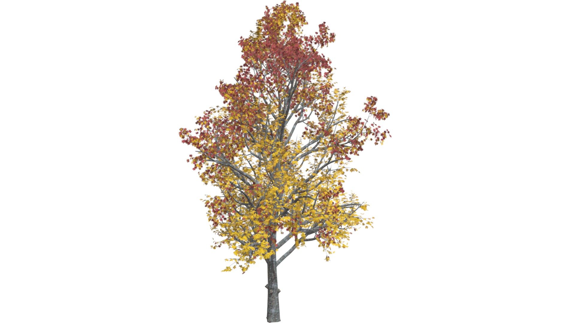 This 3D model of the Mountain Maple Tree (in the Fall) is a highly detailed and photorealistic option suitable for architectural, landscaping, and video game projects. The model is designed with carefully crafted textures that mimic the natural beauty of a real Mountain Maple Tree (in the Fall). Its versatility allows it to bring a touch of realism to any project, whether it's a small architectural rendering or a large-scale landscape design. Additionally, the model is optimized for performance and features efficient UV mapping. This photorealistic 3D model is the perfect solution for architects, landscapers, and game developers who want to enhance the visual experience of their project with a highly detailed, photorealistic Mountain Maple Tree (in the Fall) 3d model