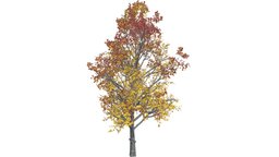Mountain Maple Tree (Fall) #07 tree, maple, mountain, realistic, nature, fall, autumn, fall-season, desiduous