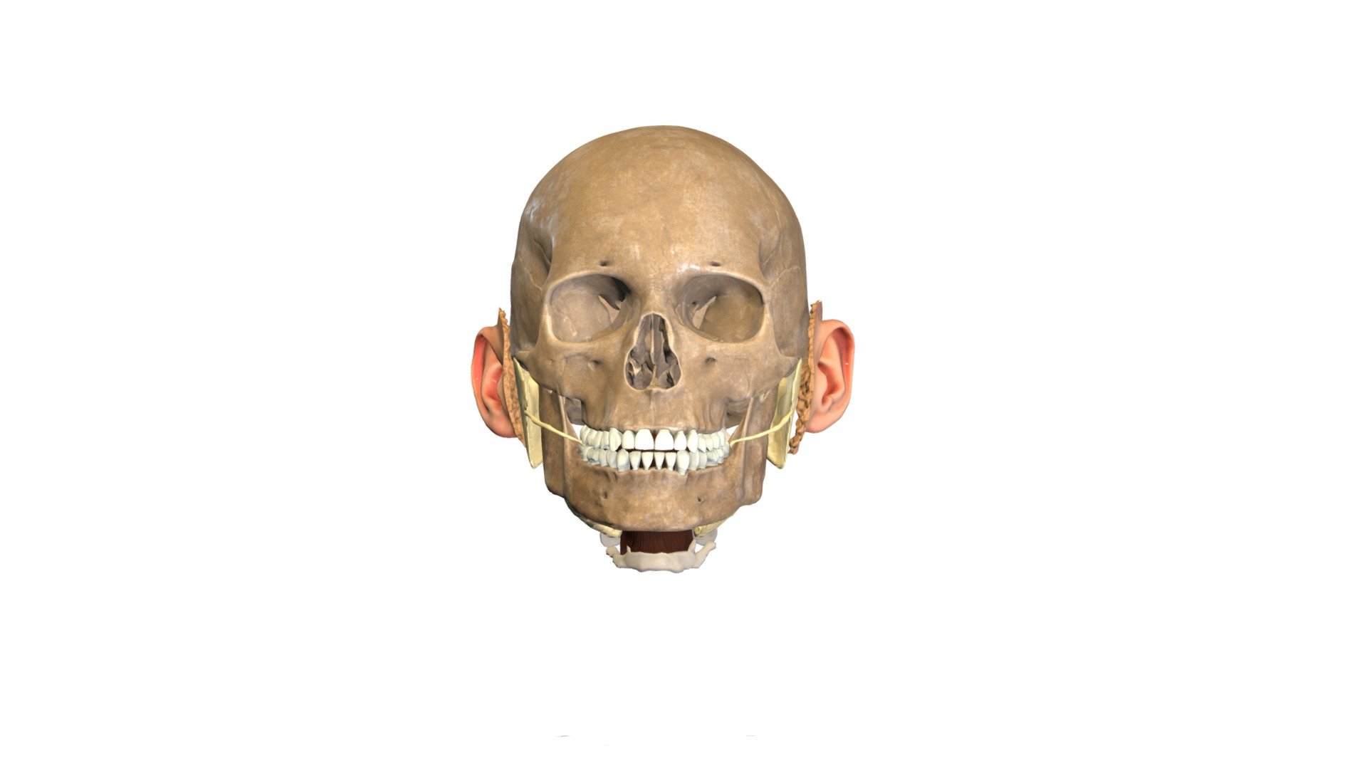 Siekalu dziedzeri - 3D model by Anatomy Next (@a4s) 3d model