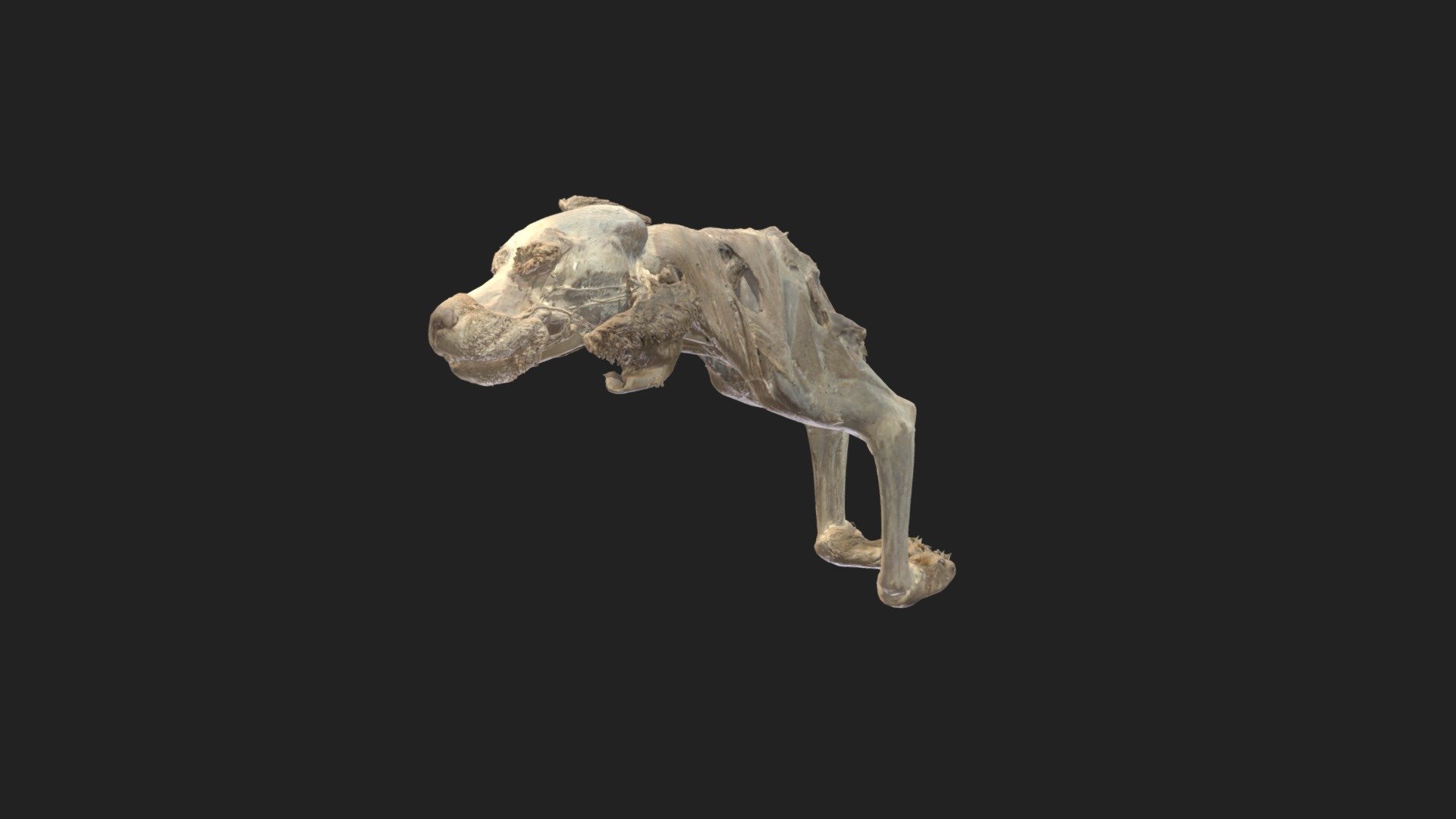 superficial muscle layer of the torso and the forelimbs of a dog 

size of specimen: 665.2 x 417.3 x 152.3 mm

3D scanning performed with the structured light scanners “Artec Leo” and “Artec Space Spider” - torso and forelimbs dog - 3D model by vetanatMunich 3d model