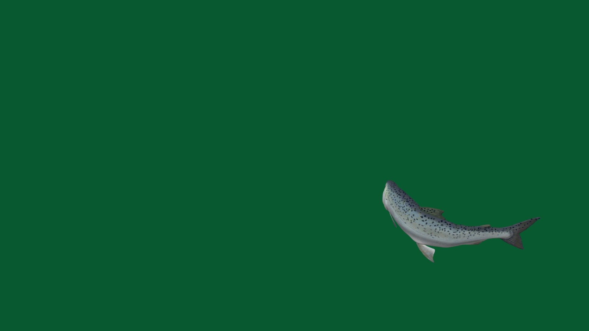 Fish are aquatic, craniate, gill-bearing animals that lack limbs with digits. Included in this definition are the living hagfish, lampreys - Marine Life Fish (Non-Commercial) - Download Free 3D model by Nyilonelycompany 3d model