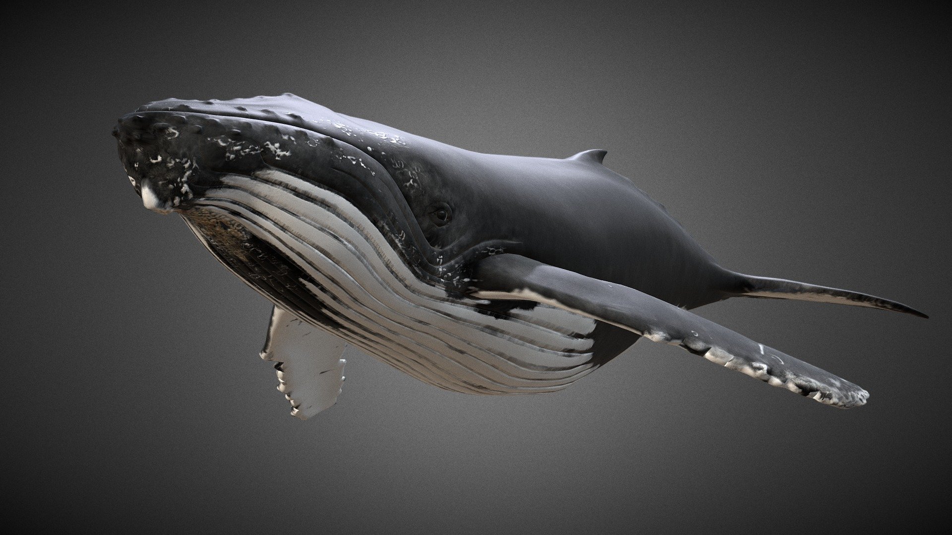 Realistic 3D model of a Humpback Whale. 

This 3D model can be licensed from MotionCow by Educators, 3D Artists and App Developers 3d model