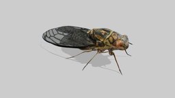 Japanese Cicada (JIP) insect, cicada