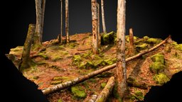 Beech forest (Fagus sylvatica) trees, tree, spain, arbol, forest, 3d-scan, arbre, nature, fotogrametria, espana, bosque, bosc, naturaleza, photogrammetry, 3dscan
