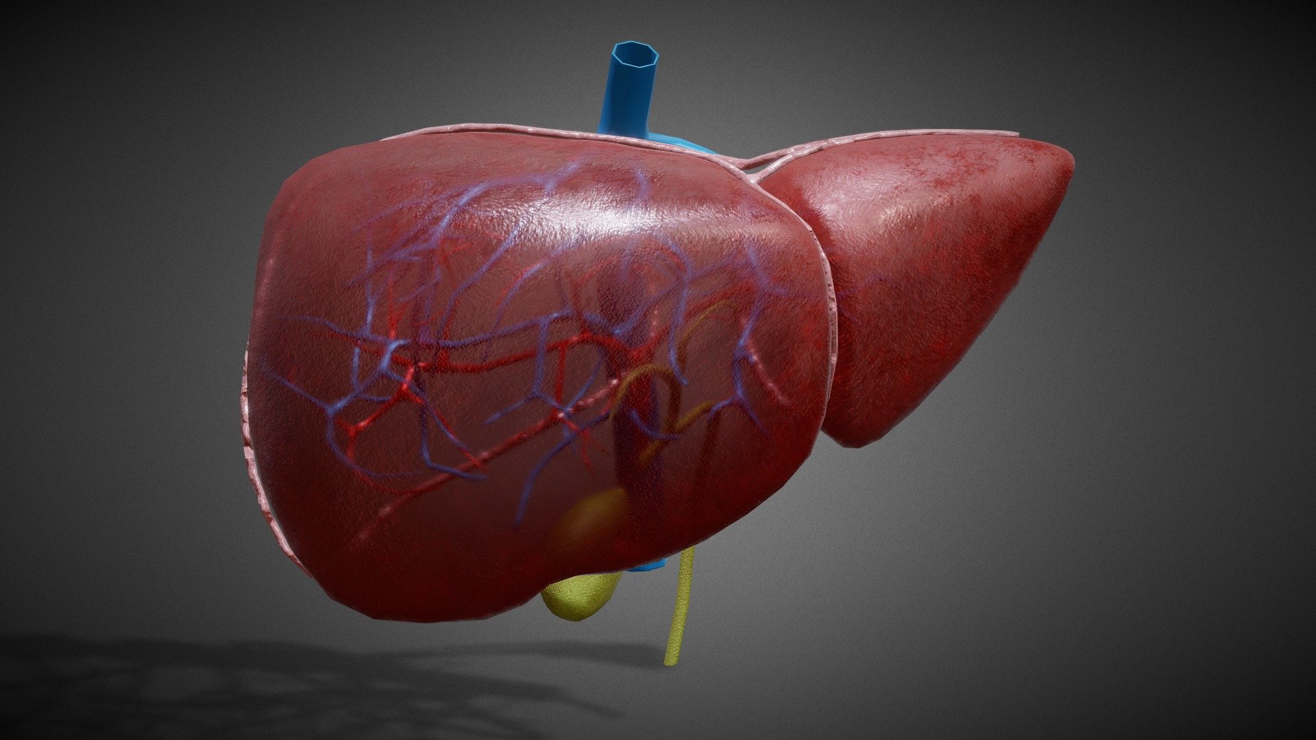 3D Liver Anatomy
Features:




No errors or missing files

High-quality polygonal model

No N-GONS Faces

This model is created in polygon quad &amp; tri with good edge flow, So you can edit and change it according to your requirements

Objects are grouped and named

The scene is well arranged ( layer and group)

Objects, materials, and textures are named

4K Textures



Poly Details:




Units in all formats: centimeters

Polygon: Quad and Tri (Subdivision-ready)

Polys counts: 4271

Vertices counts: 4245



Formats:




3Ds Max 2014 _V-Ray

3Ds Max 2014 _Scanline

Maya 2016_V-Ray

Cinema 4D R20 _Standard

FBX_with Textures

OBJ

PBR TXRs

3Ds



Textures:





Diffuse-Base-Normal-Specular-Reflection-Metallic-AO-Glossines-Roughness-Refraction-Opacity




Liver_mtl  (9.PNG Files) _4096x4096 (4K Textures)



U can find this model for sale on Turbosquid by searching for “3d 1821345”( that’s the closest I can get to giving a link without breaking sketchfab’s ToS) - 3D Human Liver Anatomy - Buy Royalty Free 3D model by 3D4SCI 3d model