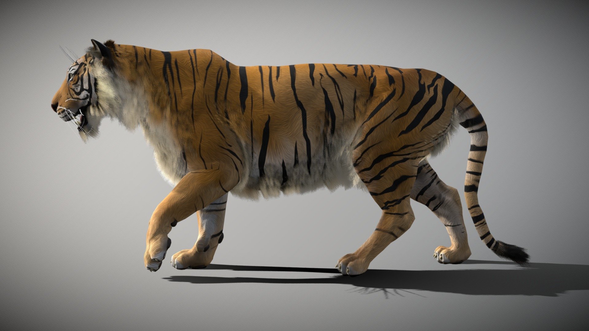 Tiger created in blender, zbrush and substance painter
Textures 4096 * 4096
5 animations: walk cycle, run cycle, roar, leftattack and right attack
original blender file linked

Wiki: The tiger (Panthera tigris) is the largest living cat species and a member of the genus Panthera. It is most recognisable for its dark vertical stripes on orange fur with a white underside. An apex predator, it primarily preys on ungulates such as deer and wild boar. It is territorial and generally a solitary but social predator, requiring large contiguous areas of habitat, which support its requirements for prey and rearing of its offspring. Tiger cubs stay with their mother for about two years, then become independent and leave their mother’s home range to establish their own - Tiger 1.2 - Buy Royalty Free 3D model by creatureFab (@3dCoast) 3d model