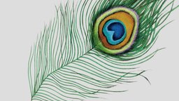 Peacock Feather 3d free peafowl