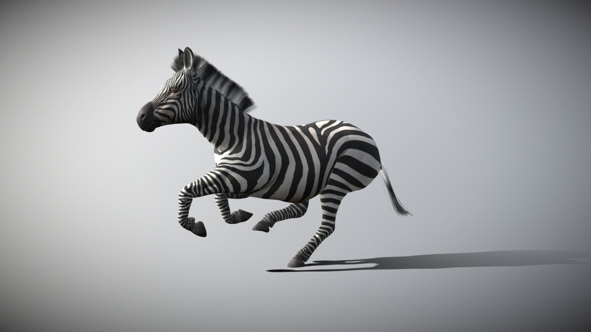 Zebra Rigged and animated (Run cycle and Walk cycle)

Zebras (subgenus Hippotigris) are African equines with distinctive black-and-white striped coats. There are three living species: the Grévy's zebra (Equus grevyi), plains zebra (E. quagga), and the mountain zebra (E. zebra). Zebras share the genus Equus with horses and asses, the three groups being the only living members of the family Equidae. Zebra stripes come in different patterns, unique to each individual. Several theories have been proposed for the function of these stripes, with most evidence supporting them as a deterrent for biting flies. Zebras inhabit eastern and southern Africa and can be found in a variety of habitats such as savannahs, grasslands, woodlands, shrublands, and mountainous areas.

Textures: 2048x2048, Diffuse, Normal, Ambient Occlusion, Glossiness - Zebra - Buy Royalty Free 3D model by creatureFab (@3dCoast) 3d model
