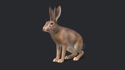 Hare rabbit, forest, cute, grey, wild, ears, hare, cub, noai, leveret