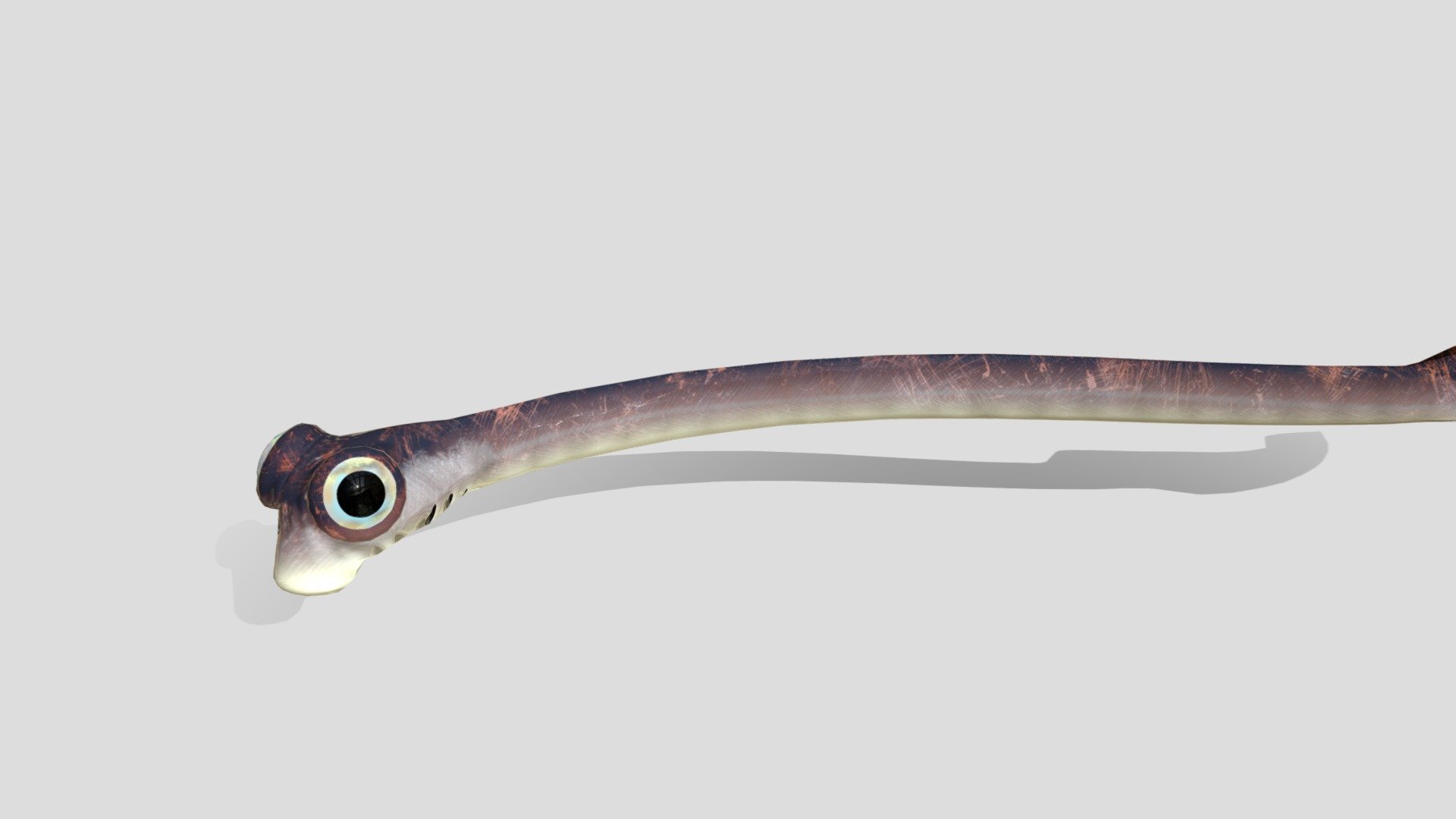 Conodont Clydagnathus

made by Kaya - Conodont Clydagnathus - 3D model by カヤ（Kaya） (@hymenoptera0908) 3d model
