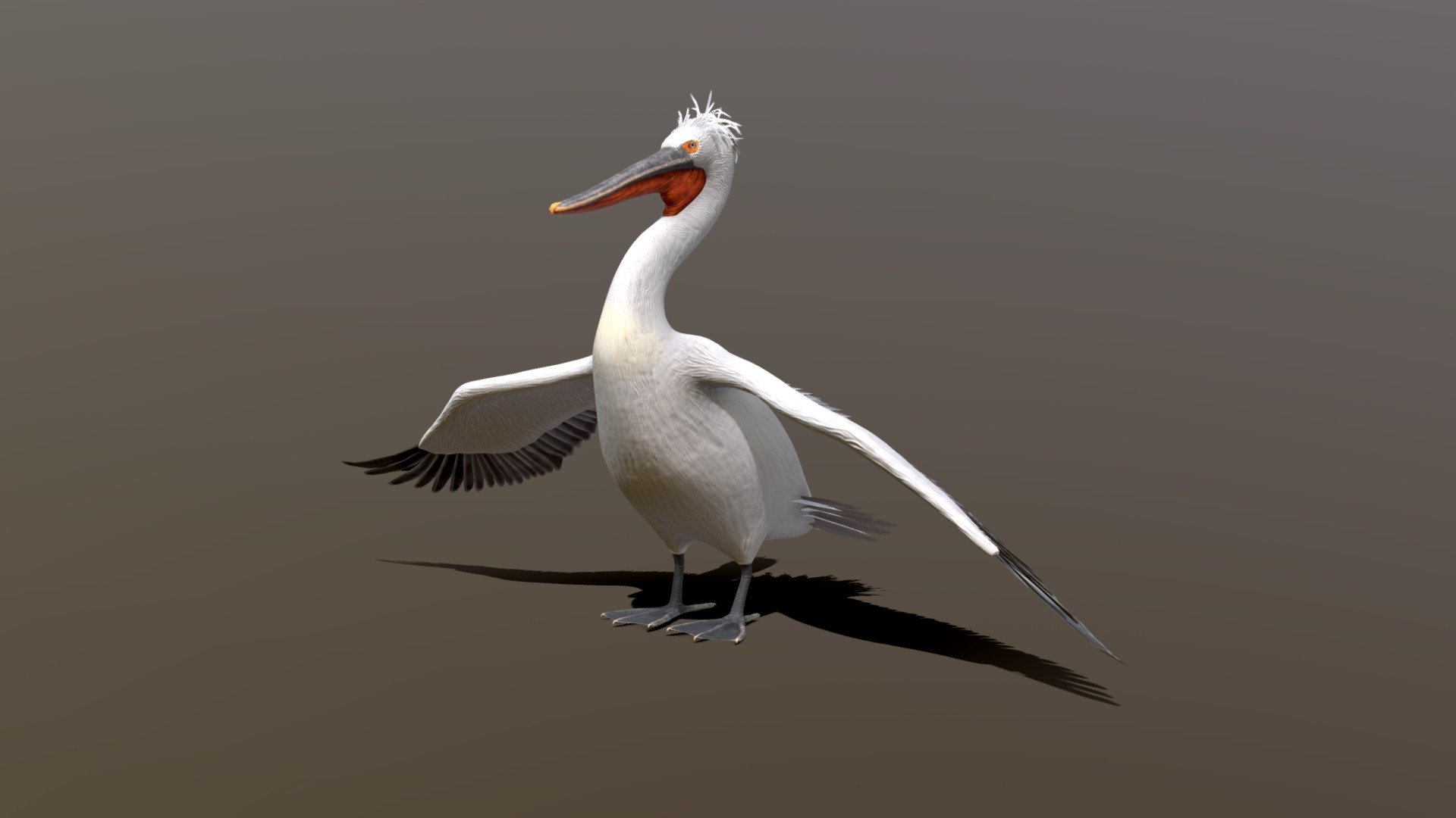 This is the Dalmatian or Silver Pelican, made for projection in a holographic screen for a Greek aquatic museum, a collaboration project with the company Comitech S.A 3d model