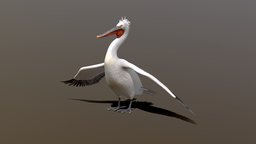 Dalmatian or Silver Pelican (Pelecanus crispus) bird, silver, pelican