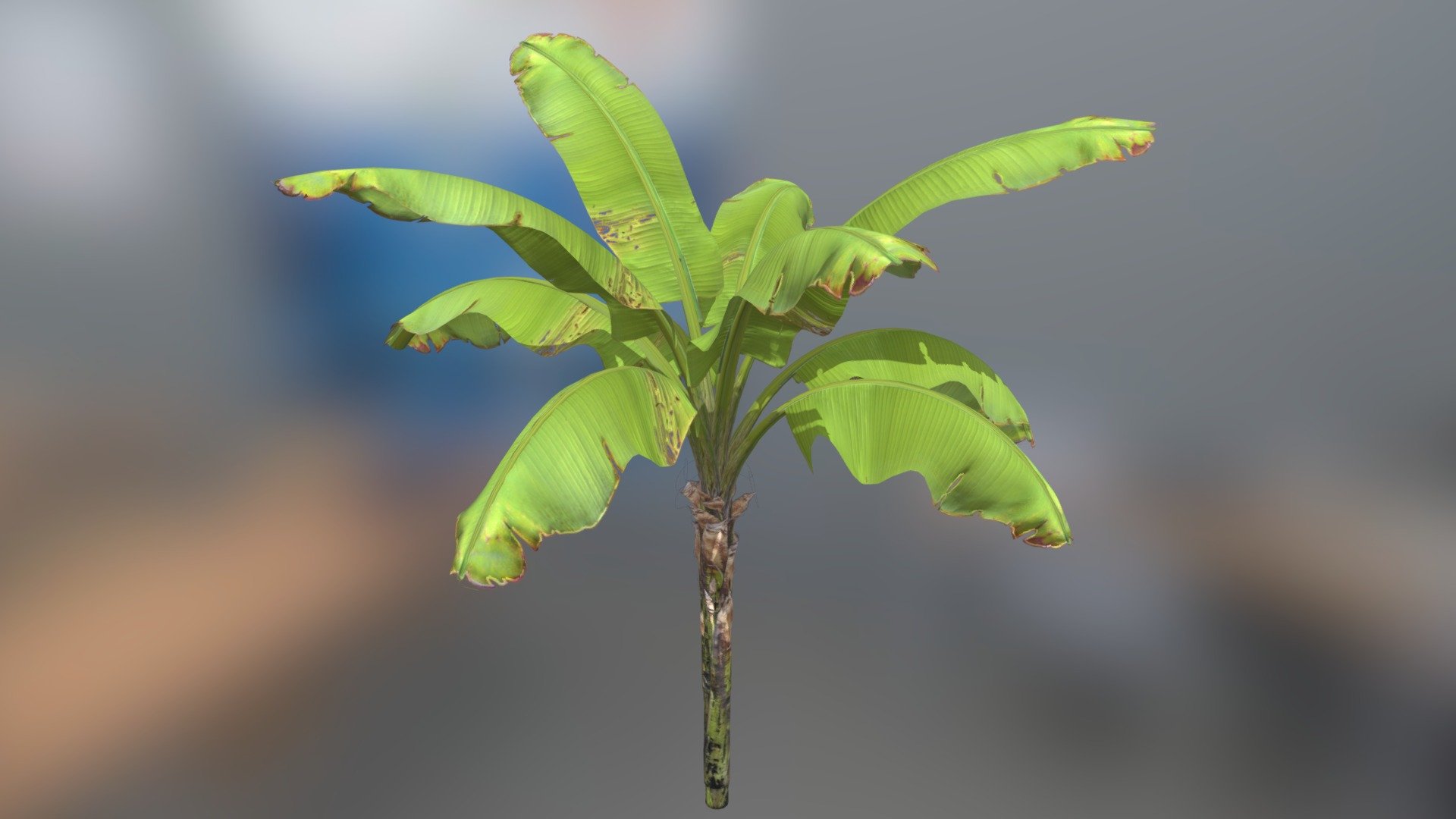 An ideal plant for your scenes with forests or plantations 3d model