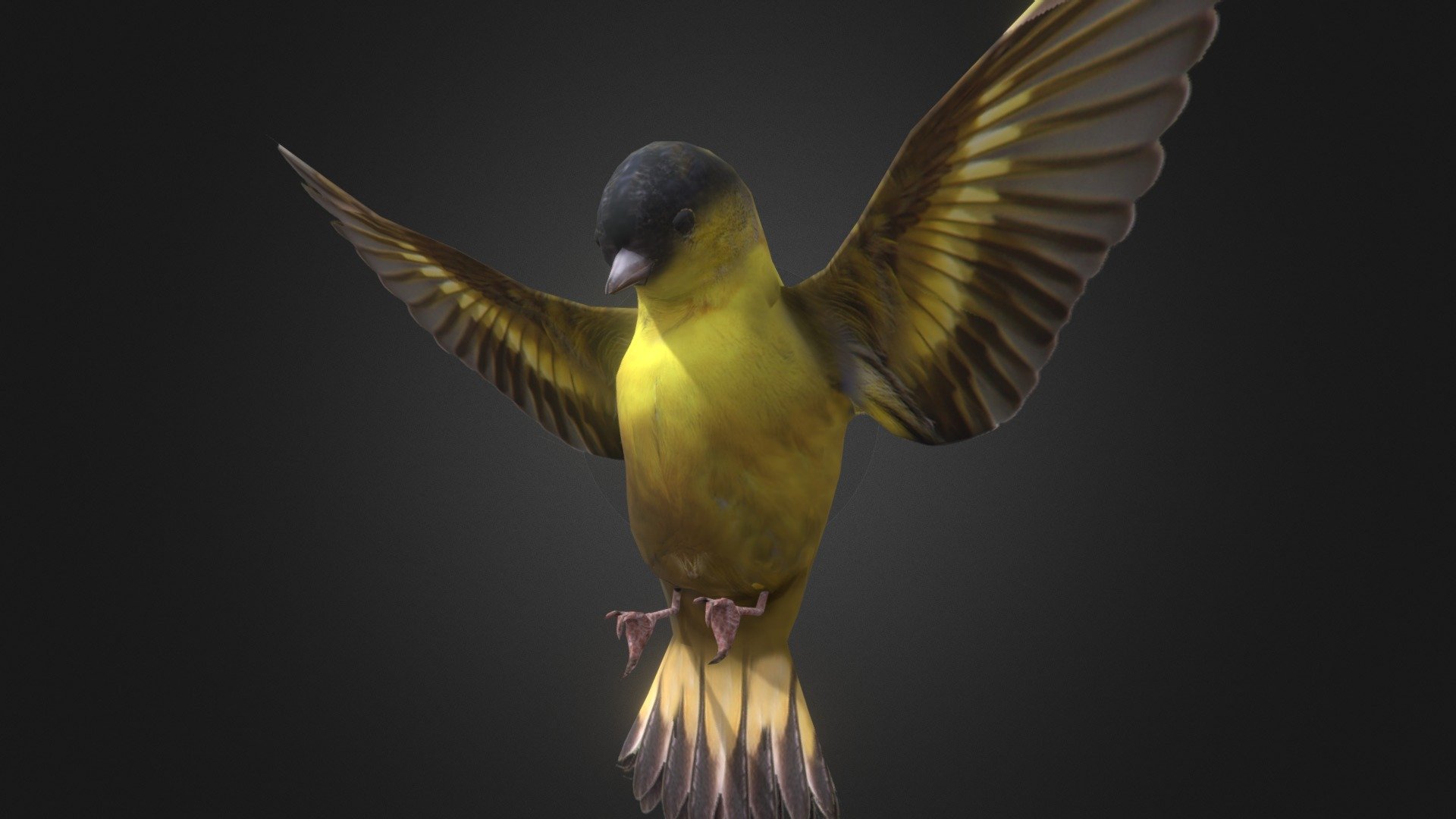 Spinus spinus flying animation - Animal -Bird-Spinus spinus - Buy Royalty Free 3D model by FLYRICE (@superrice1983) 3d model