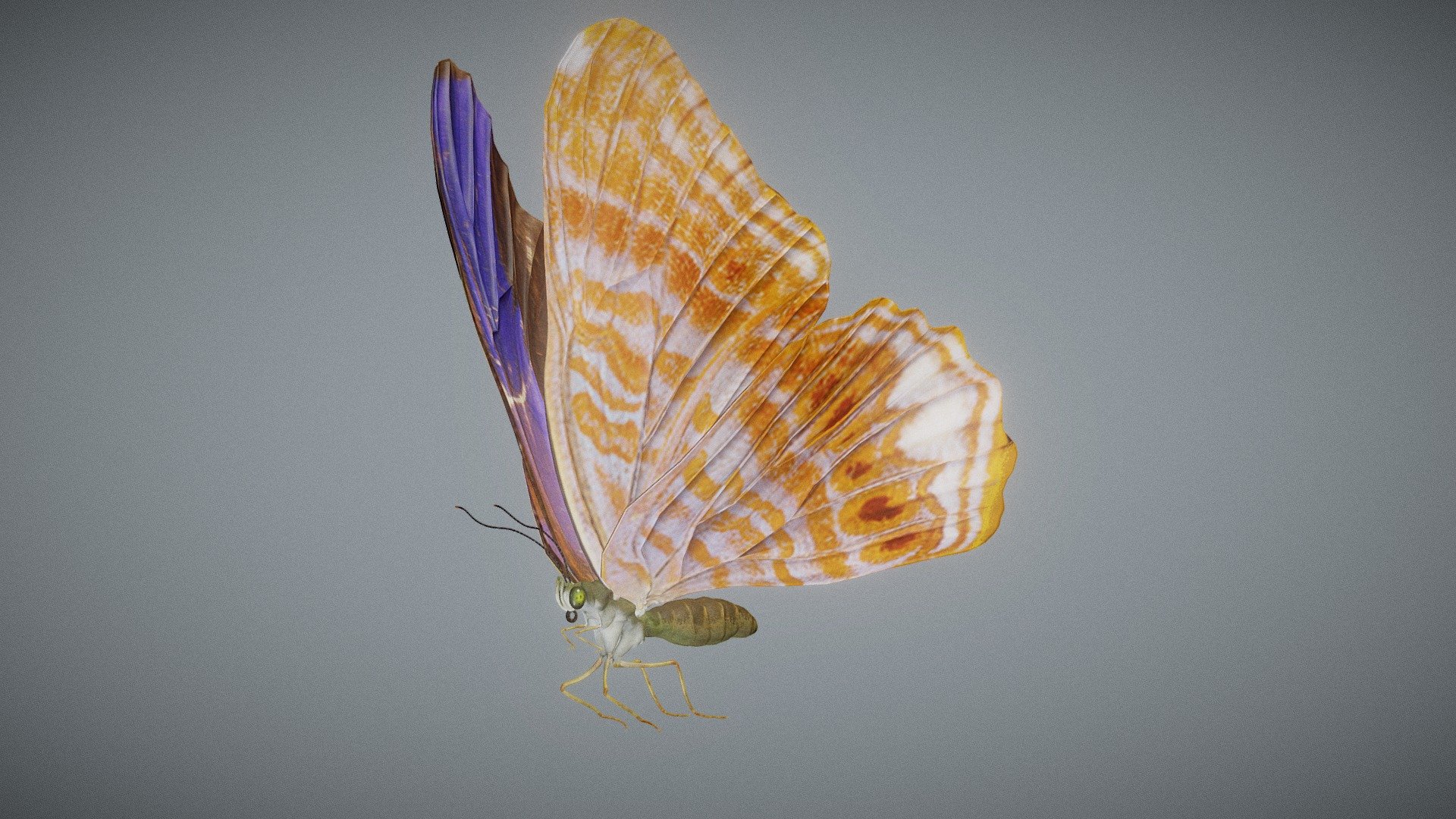 Wiki: Terinos terpander, the royal Assyrian, is a butterfly in the family Nymphalidae. It was described by William Chapman Hewitson in 1862. It is found in the Indomalayan realm 3d model