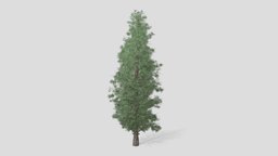 Eastern Red Cedar Tree object, tree, quad, green, plant, landscape, red, vray, exterior, pine, cryengine, snow, cone, evergreen, park, american, eastern, cedar, gare, realistic, alaska, jungle, corona, unrealengine, conifer, unity, architecture, asset, 3d, 3dsmax, pbr, lowpoly, gameready