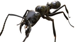 Dinoponera gigantea insect, ant, bug