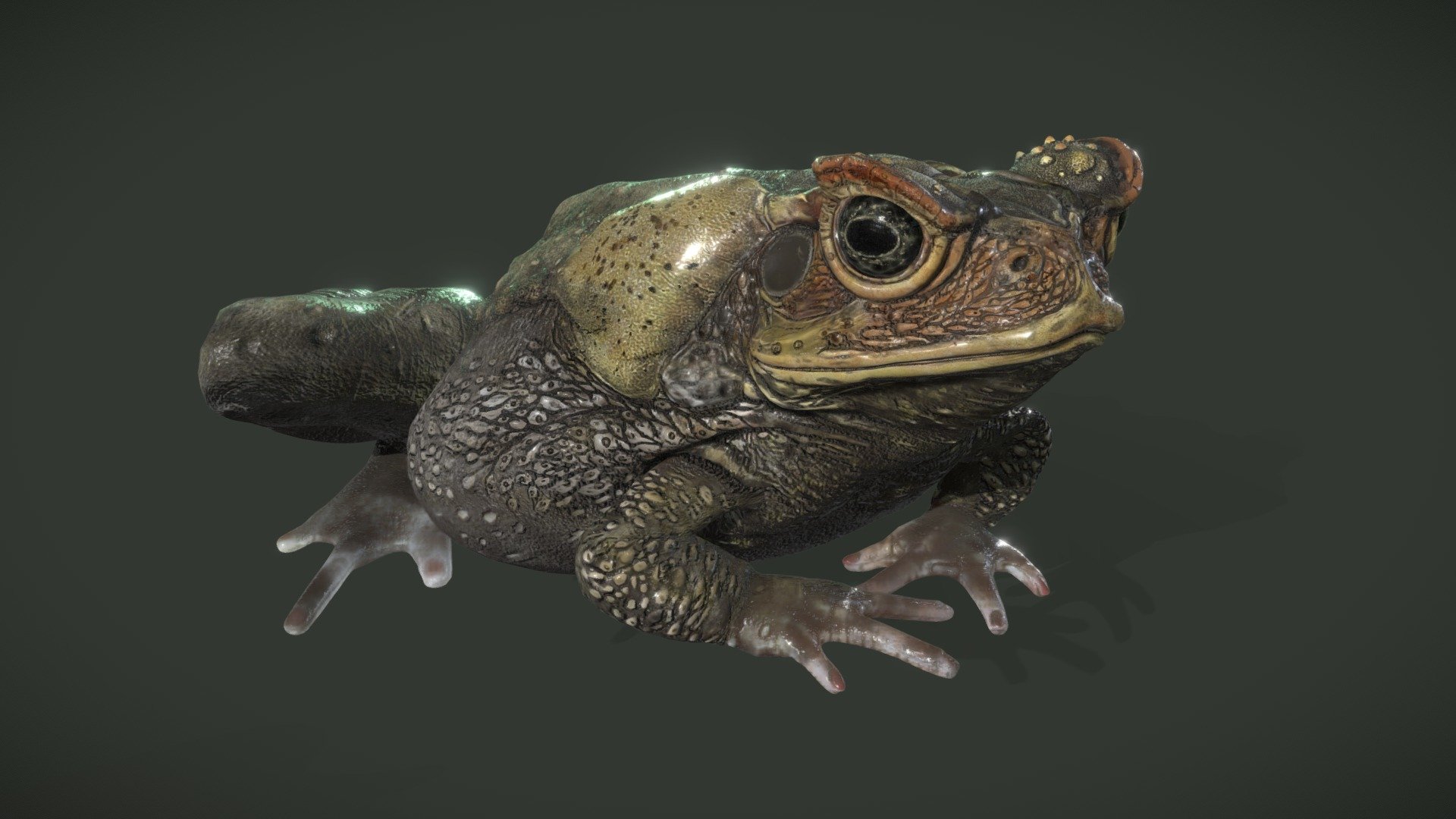 THIS ASSET IS NOW FOR SALE!

The file includes: 
    - A .zip with all the textures needed for the toad
    - An .fbx file with showcased animations
    - An .obj file 
    - A .blend scene with the rigged toad and an unposed toad and the showcased animation
    - A Unity Scene (or .unitypackage depending on the website)

1.0
    - Initial Commit

1.1
    - Added Unity Scene
    - Folder Cleanup
    - General cleanup to .blend scene, especially removing loose files and better support for Eevee/Cycles

For a better idea of what's coming with this package, follow the link below :
https://www.artstation.com/artwork/24gZx - Cane Toad 1.1 - Buy Royalty Free 3D model by phi (@o0i0o) 3d model