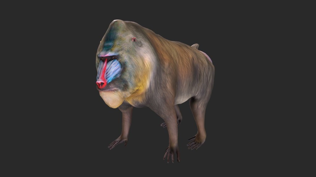 This model was created with Maya and ZBrush. It was used with augmented reality over a mandrill skeleton at the Bone Hall exhibition at the Smithsonian’s Natural History Museum. Learn more about the AR Skin &amp; Bones mobile app that included this model here 3d model
