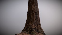 Redwood tree trunk with forest floor base