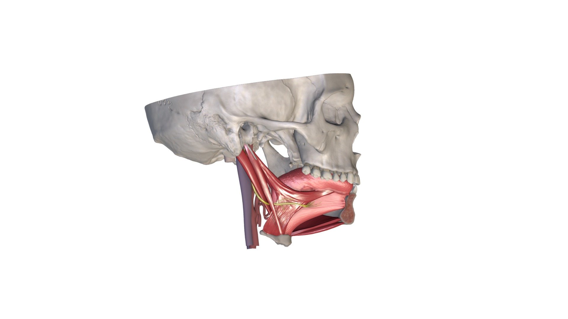 Zemmēles nervs - 3D model by Anatomy Next (@a4s) 3d model