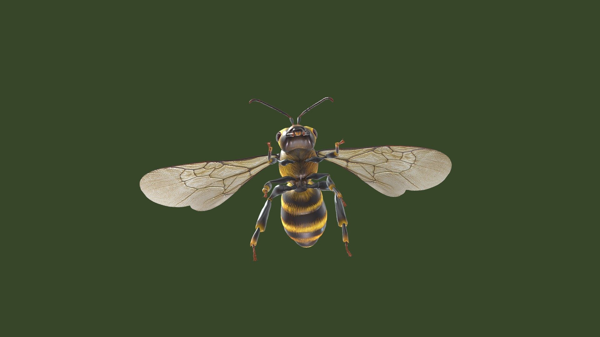 An Animated Bee is taking off, Flying and Landing in a, animated Loop 3d model