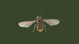 Animated Bee Flying Landing Loop flying, bee, landing, animated