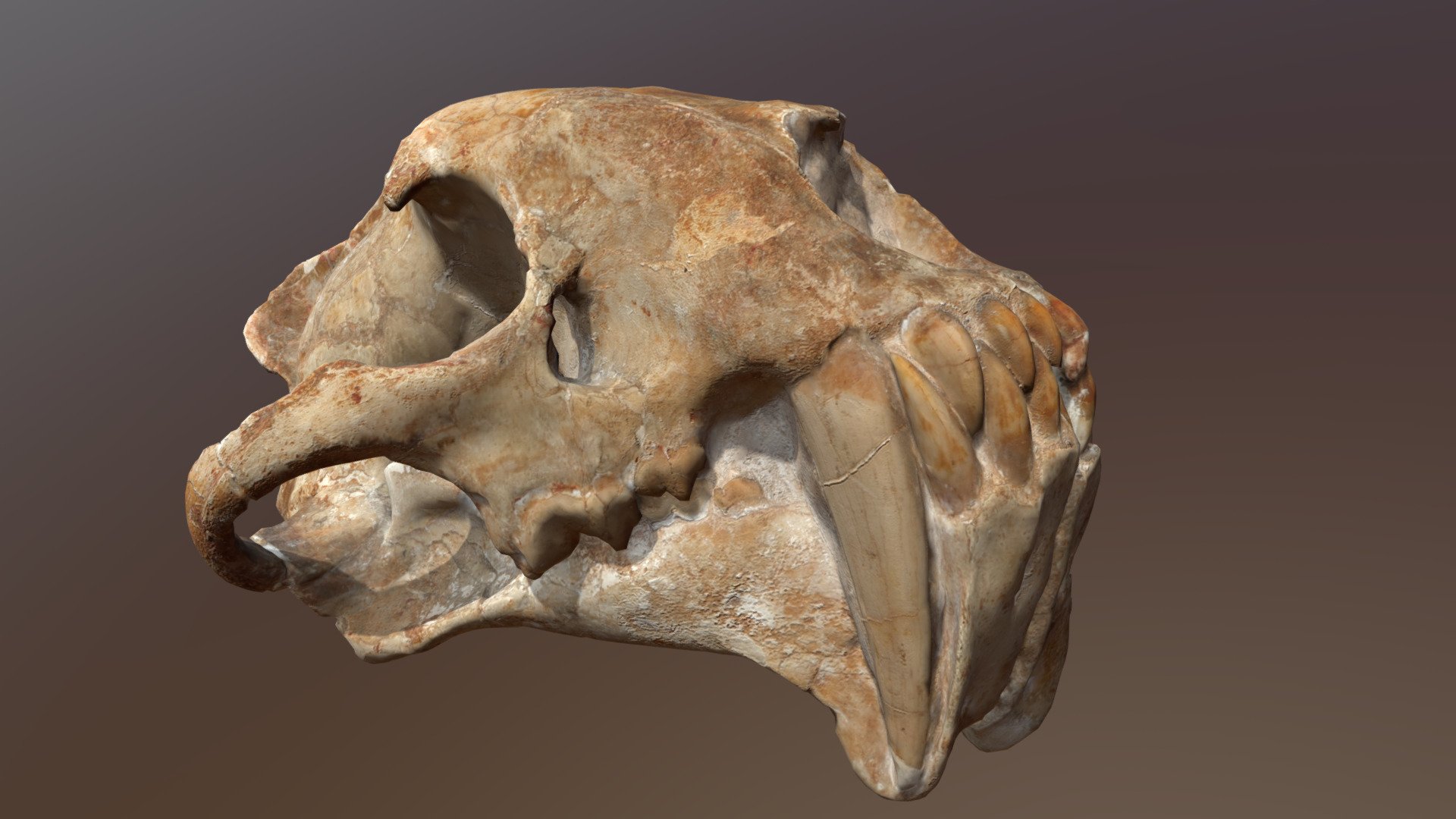 This is the skull of a nimravid, a type of extinct saber-toothed carnivoran 3d model