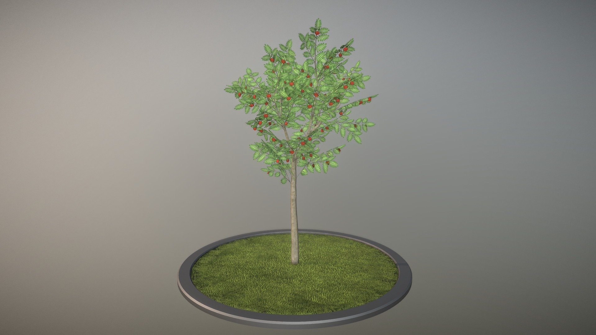 Here is a 4 meter high rowan tree sorbus-aucuparia in summer season.





Textures:

-Color map

-Normal map

Here on Sketchfab you can see and purchase some of our 3d-models which we are using in our projects for VIS-All.

This model was created by 3DHaupt for the Software-Service John GmbH.

The model was created in Blender-3d - Rowan Tree - Sorbus-Aucuparia - 4m - Summer - Buy Royalty Free 3D model by VIS-All-3D (@VIS-All) 3d model