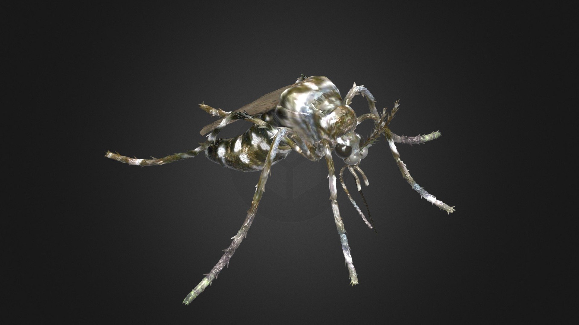 3D sculpting - Zanzara Mosquito Gnat - Buy Royalty Free 3D model by antoniorafanelli 3d model
