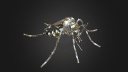 Zanzara Mosquito Gnat