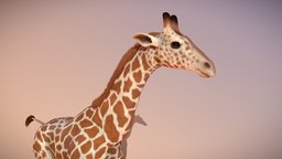 Animated giraffe giraffe, mammal, african, zoo, fbx, run, nature, savanna, herbivorous, ruminant, substance, blender, animal, walk, animated, girafe, giraffidae, ruminantia, noai