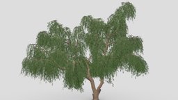 Prosopis Tree- 09