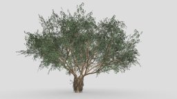 Ficus Benjamina Tree-S03 tree, benjamin, nature, 3dtree, ficus, benjamina, 3d, asma3d, 3dlowpolybenjamina, 3dlowpoly-benjamina-ficus
