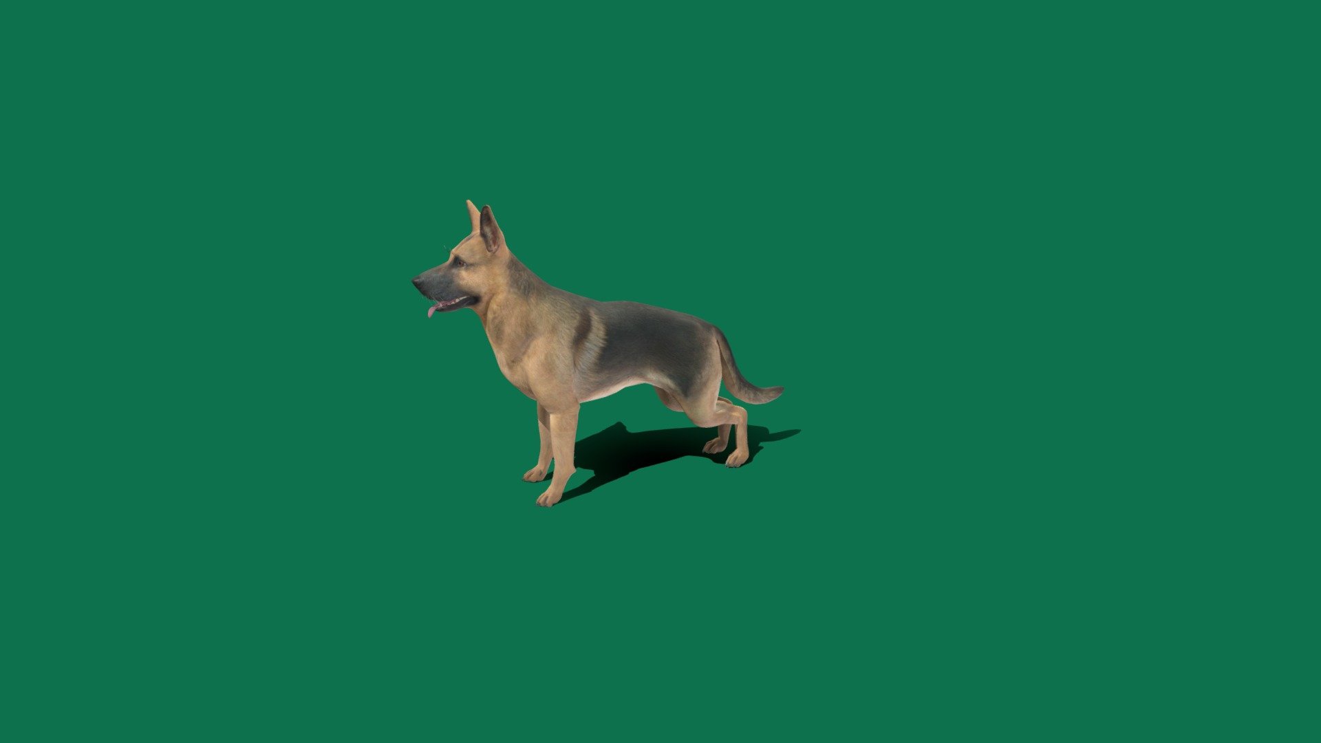 For Store German Shepherd
The German Shepherd or Alsatian is a German breed of working dog of medium to large size. The breed was developed by Max von Stephanitz using various traditional German herding dogs from 1899. It was originally bred as a herding dog, for herding sheep - German Shepherd - 3D model by Nyilonelycompany 3d model
