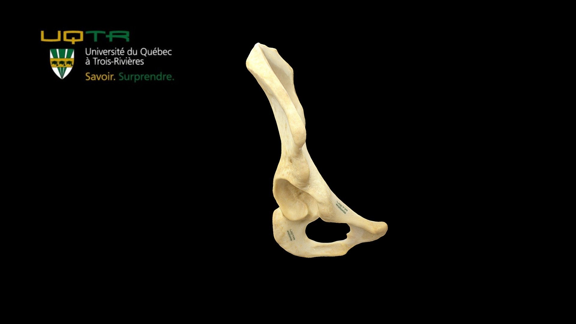 Os Coxal Droit / Right Coxal bone - 3D model by Anatomie UQTR - Anatomy UQTR (@AnatomieUQTR) 3d model