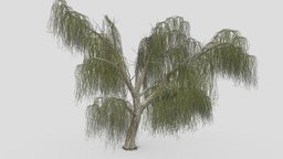 Weeping willow Tree-20