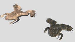 2 kinds of Pipidae frog (Pipid frog) frog, low-poly