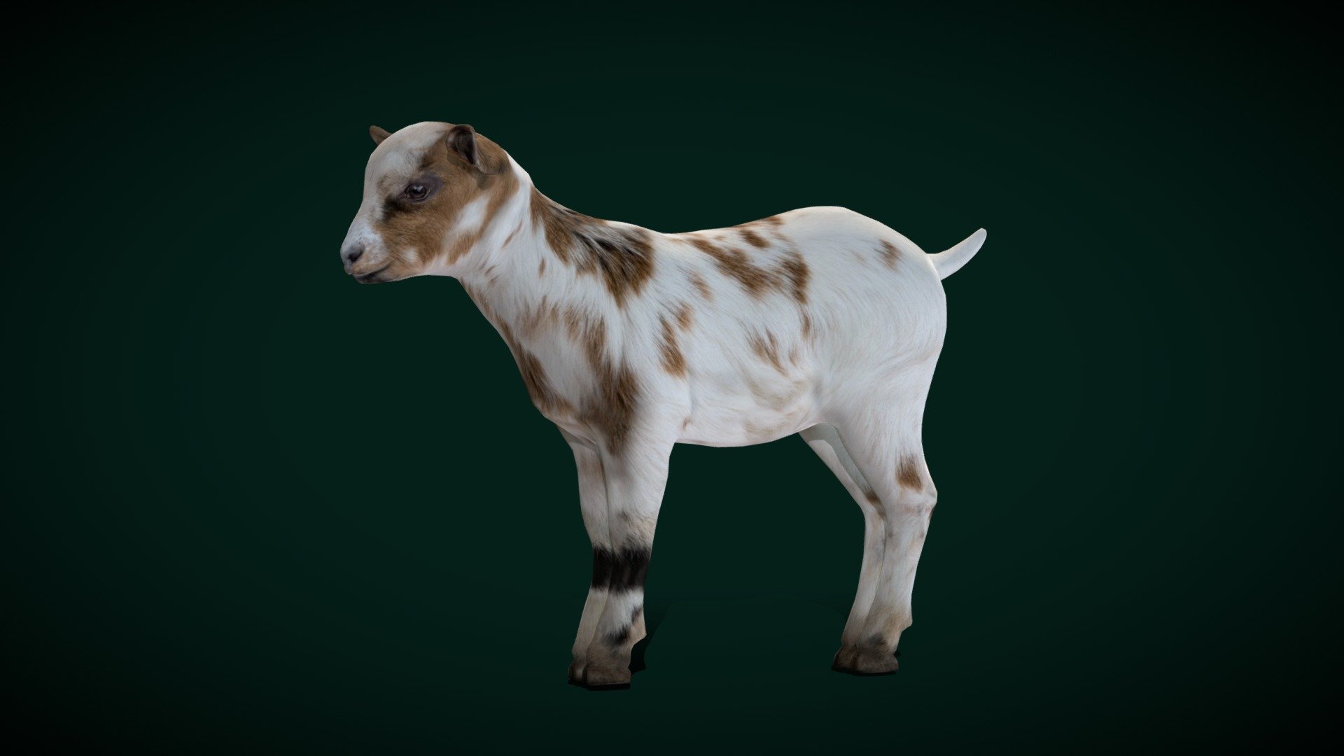 A Kid (Doeling)Domestic Baby Goat,livestock

Capra aegagrus hircus Animal Mammal(goat-antelope)Pet,Cute,Domestic Farm Animal

1 Draw Calls

LowPoly 

Game Ready (Asset)

Subdivision Surface Ready

10- Animations     (Attack,Die,Eat,Idle,Reborn,Run_F/B,Walk_B/F)

4K PBR Textures Material

Unreal FBX (Unreal 4,5 Plus)

Unity FBX

Blend File 3.6.5 LTS

USDZ File (AR Ready). Real Scale Dimension (Xcode ,Reality Composer, Keynote Ready)

Textures Files

GLB File (Unreal 5.1 Plus Native Support)


Gltf File ( Spark AR, Lens Studio(SnapChat) , Effector(Tiktok) , Spline, Play Canvas,Omiverse ) Compatible




Triangles -9449



Faces -5185

Edges -9965

Vertices -4779

Diffuse, Metallic, Roughness , Normal Map ,Specular Map,AO

A baby goat is called a kid. baby female goat is called a doeling, and baby male goat is called a buckling. domestic goat is a domesticated species of goat-antelope typically kept as livestock. It was domesticated from the wild goat of Southwest Asia and Eastern Europe 3d model