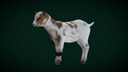 Baby Goat Doeling (Lowpoly) goat, cute, kid, pet, animals, creatures, mammal, vr, ar, zoo, nature, game-ready, wildlife, game-asset, livestock, capra, pbr, lowpoly, animation, farm-animals, nyilonelycompany, farmlife, noai, aegagrus, hircus, anyimals, domestic-animals, baby-goat, goat-baby, tiny-goat, doeling